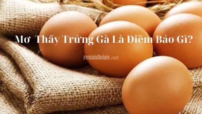 Mơ thấy trứng gà là điềm báo gì? Giải mã giấc mơ khi mơ thấy trứng gà