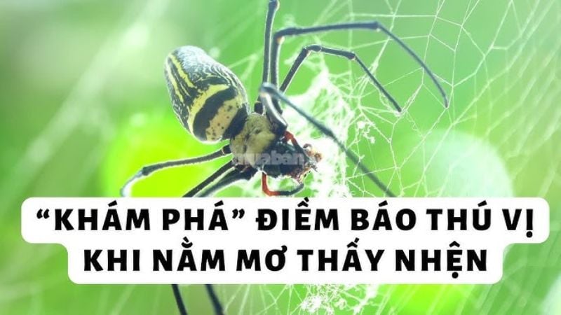 Mơ thấy nhện là điềm lành hay dữ? Giải mã chi tiết giấc mơ thấy nhện