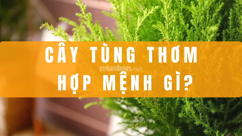 Cây tùng thơm hợp mệnh gì? Ý nghĩa phong thủy và cách trồng Cây tùng thơm hợp mệnh gì