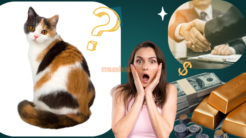 Mèo Tam Thể Vào Nhà Là Điềm Báo Gì Cho Năm Nay? Cách Xử Lý Hiệu Quả mèo tam thể vào nhà