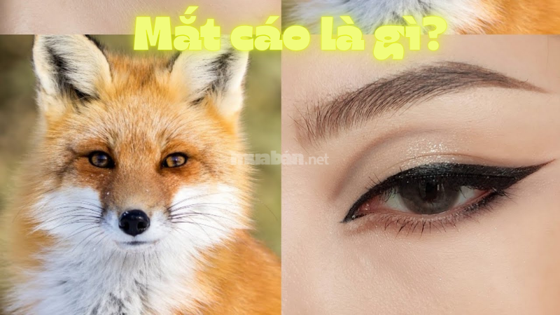 Mắt cáo là gì? Ý nghĩa của dáng mắt cáo trong nhân tướng học Mắt cáo