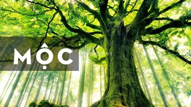 Mệnh Mộc hợp xe màu gì để thu hút may mắn và tài lộc? Tổng quan về người mệnh Mộc