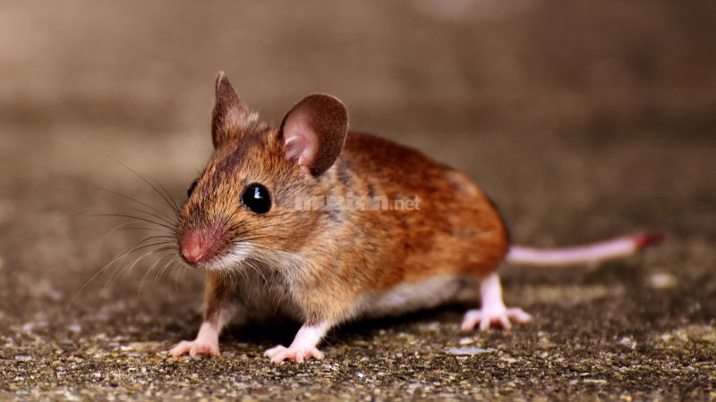 Người tuổi Tỷ cần cân nhắc chọn ngày hợp phong thủy trước khi làm việc lớn