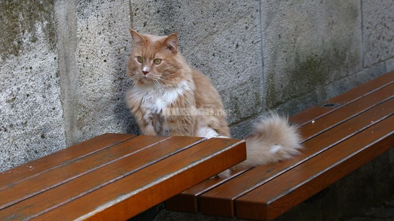 Tuổi Mão có nhiều ngày hoàng đạo để tiến hành việc quan trọng trong tháng này