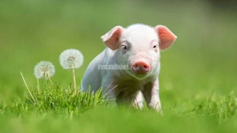 Đừng bỏ qua các ngày Hoàng đạo nếu có việc hệ trọng muốn thực hiện 
