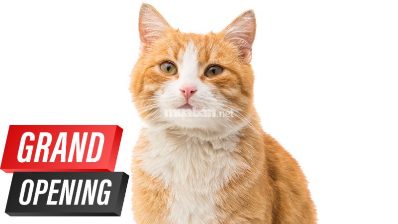 Ngày tốt khai trương cho gia chủ tuổi Kỷ Mão