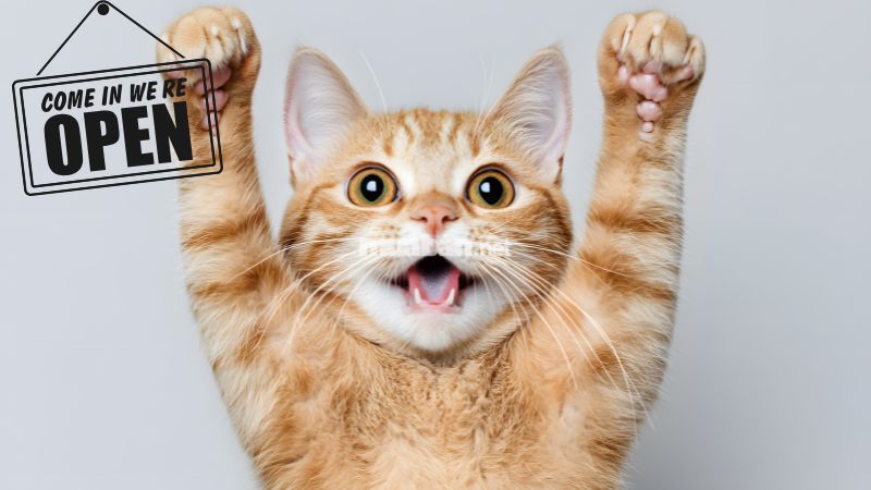 Ngày tốt khai trương cho gia chủ tuổi Ất Mão 