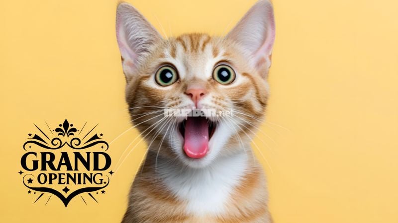 Ngày tốt khai trương cho gia chủ tuổi Đinh Mão