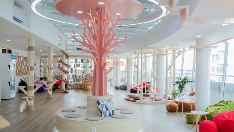 Không gian quán Méo Meo Cat cafe (Nguồn: Internet)